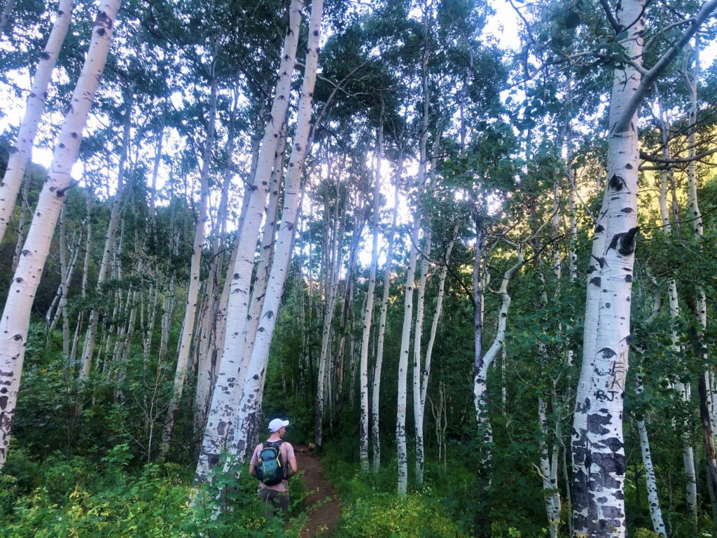 Hiker in aspen grove