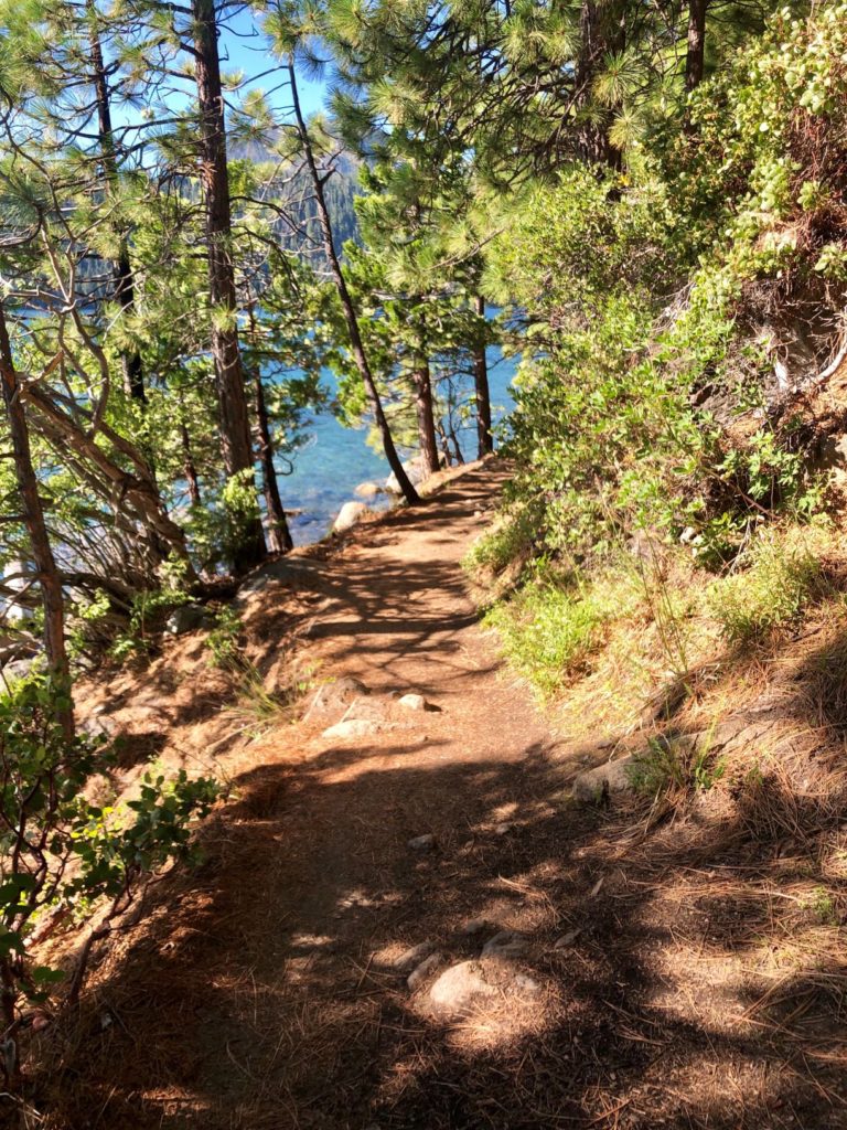 View of Rubicon trail lined by Jeffrey pines