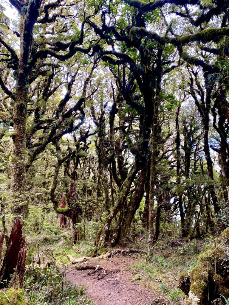 Haunted forest of Waikaremoana Track