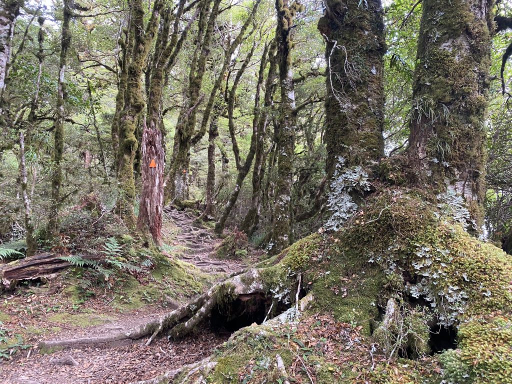 Mossy trees along trail