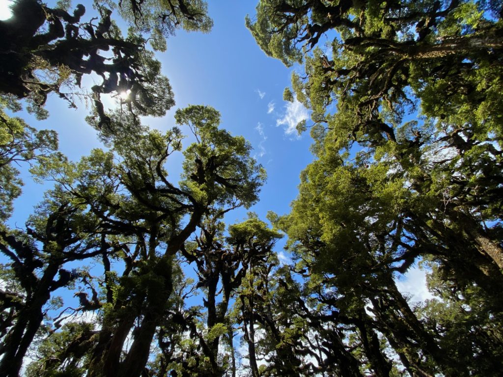 Towering trees and blue sky